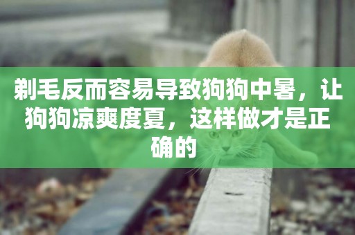 剃毛反而容易導致狗狗中暑，讓狗狗涼爽度夏，這樣做才是正確的 