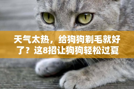 天氣太熱，給狗狗剃毛就好了？這8招讓狗狗輕松過夏天 