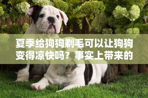 夏季給狗狗剃毛可以讓狗狗變得涼快嗎？事實上帶來的危害更多！ 