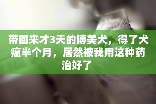 帶回來才3天的博美犬，得了犬瘟半個月，居然被我用這種藥治好了 
