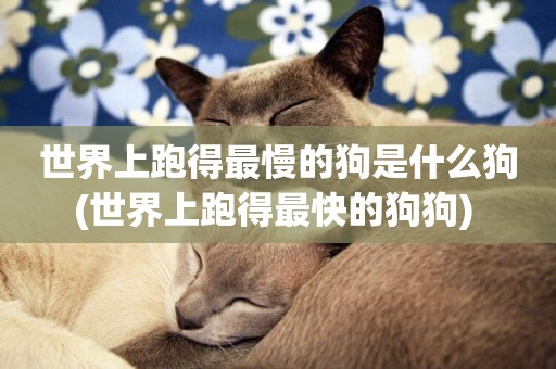 世界上跑得最慢的狗是什么狗(世界上跑得最快的狗狗) 