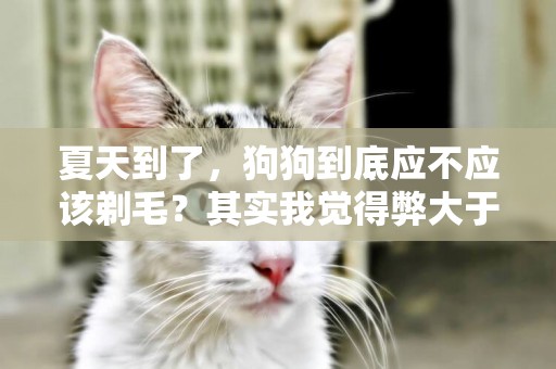 夏天到了，狗狗到底應不應該剃毛？其實我覺得弊大于利 