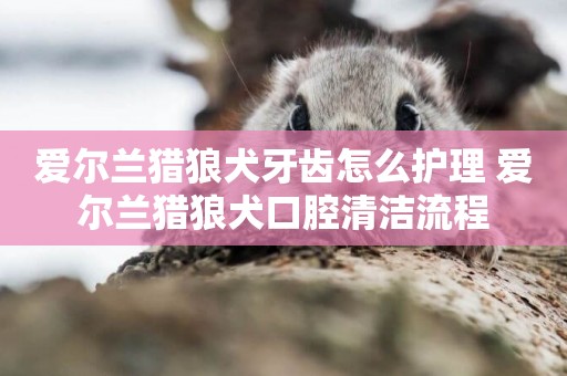 愛爾蘭獵狼犬牙齒怎么護理 愛爾蘭獵狼犬口腔清潔流程