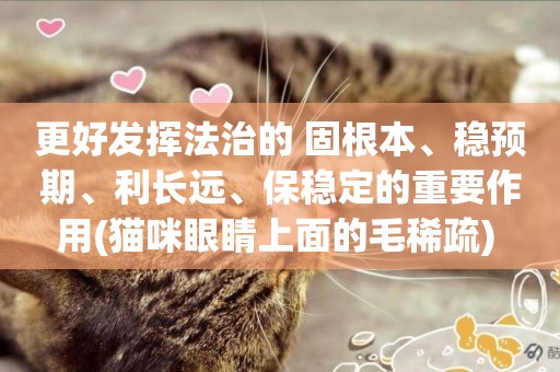 更好發揮法治的 固根本、穩預期、利長遠、保穩定的重要作用(貓咪眼睛上面的毛稀疏) 