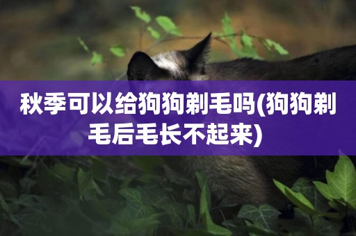 秋季可以給狗狗剃毛嗎(狗狗剃毛后毛長不起來) 