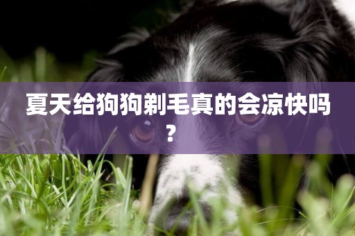 夏天給狗狗剃毛真的會涼快嗎？ 