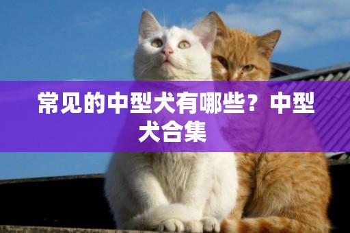 常見的中型犬有哪些？中型犬合集 