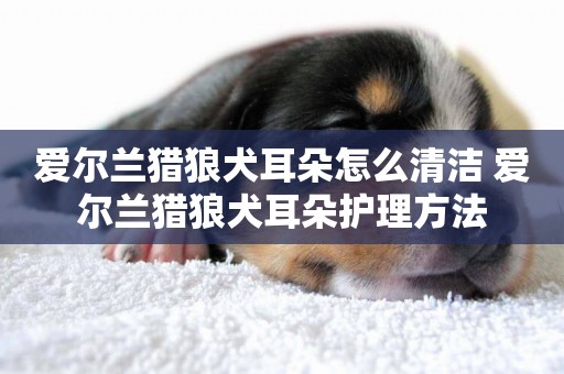 愛爾蘭獵狼犬耳朵怎么清潔 愛爾蘭獵狼犬耳朵護理方法