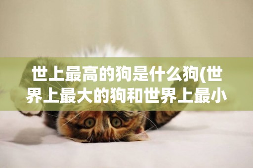 世上最高的狗是什么狗(世界上最大的狗和世界上最小的狗) 
