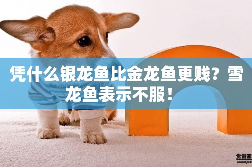 憑什么銀龍魚比金龍魚更賤？雪龍魚表示不服！ 