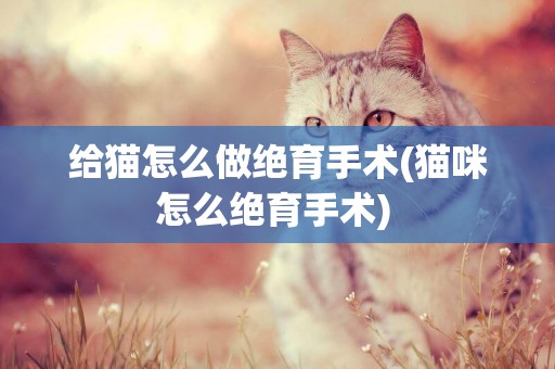 給貓怎么做絕育手術(貓咪怎么絕育手術) 