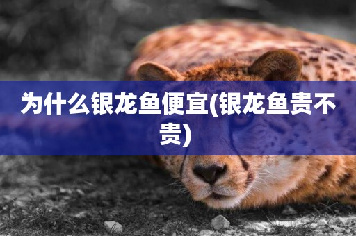 為什么銀龍魚便宜(銀龍魚貴不貴) 