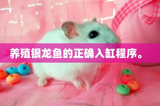 養殖銀龍魚的正確入缸程序。 