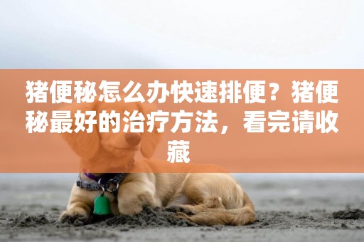 豬便秘怎么辦快速排便？豬便秘最好的治療方法，看完請收藏 