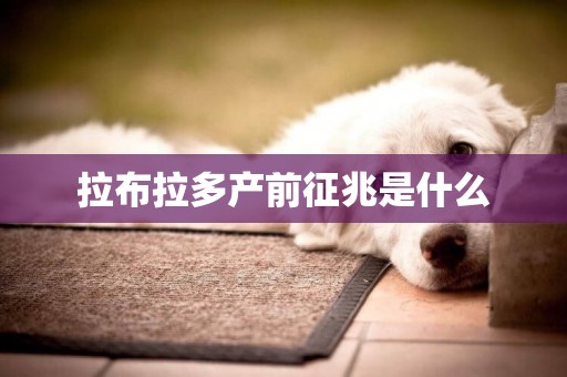 拉布拉多產前征兆是什么