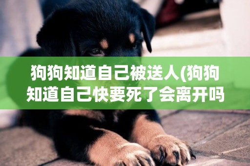 狗狗知道自己被送人(狗狗知道自己快要死了會離開嗎) 