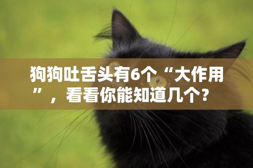 狗狗吐舌頭有6個“大作用”，看看你能知道幾個？ 