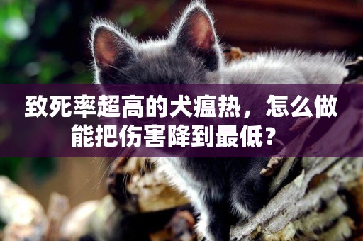 致死率超高的犬瘟熱，怎么做能把傷害降到最低？ 
