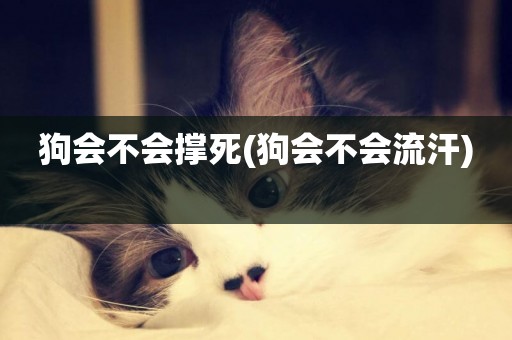 狗會不會撐死(狗會不會流汗) 