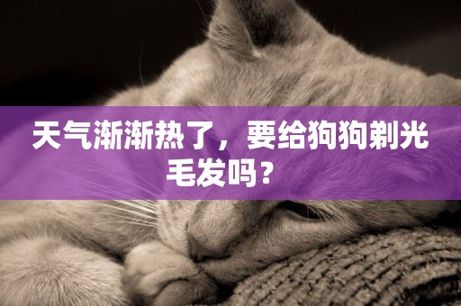 天氣漸漸熱了，要給狗狗剃光毛發嗎？ 