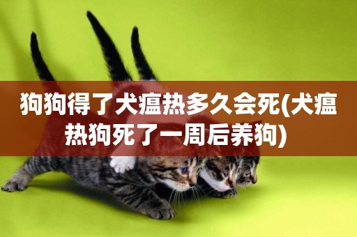 狗狗得了犬瘟熱多久會死(犬瘟熱狗死了一周后養狗) 