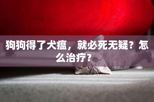 狗狗得了犬瘟，就必死無疑？怎么治療？ 