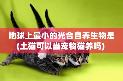 地球上最小的光合自養生物是(土貓可以當寵物貓養嗎) 
