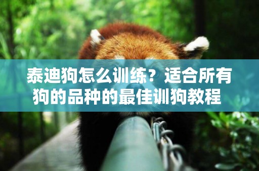 泰迪狗怎么訓練？適合所有狗的品種的最佳訓狗教程 