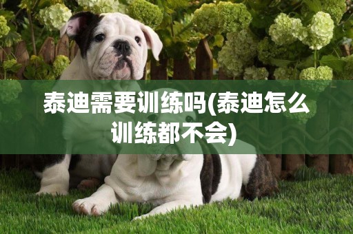 泰迪需要訓練嗎(泰迪怎么訓練都不會) 