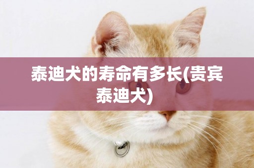 泰迪犬的壽命有多長(貴賓泰迪犬) 