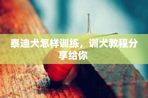 泰迪犬怎樣訓練，訓犬教程分享給你 