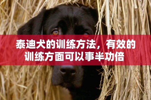 泰迪犬的訓練方法，有效的訓練方面可以事半功倍 