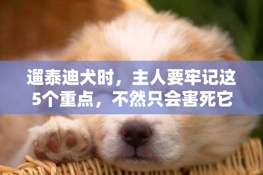 遛泰迪犬時，主人要牢記這5個重點，不然只會害死它 