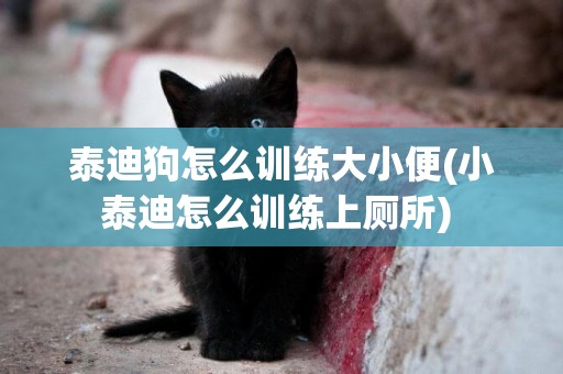 泰迪狗怎么訓練大小便(小泰迪怎么訓練上廁所) 