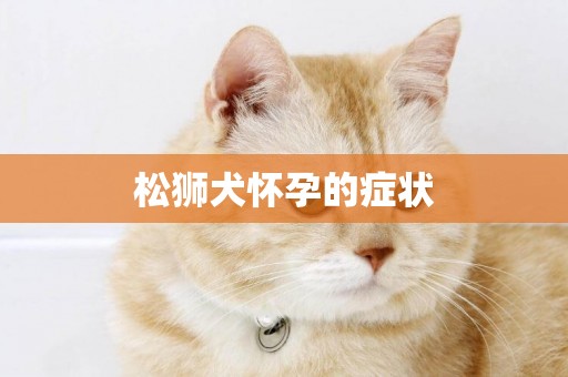 松獅犬懷孕的癥狀