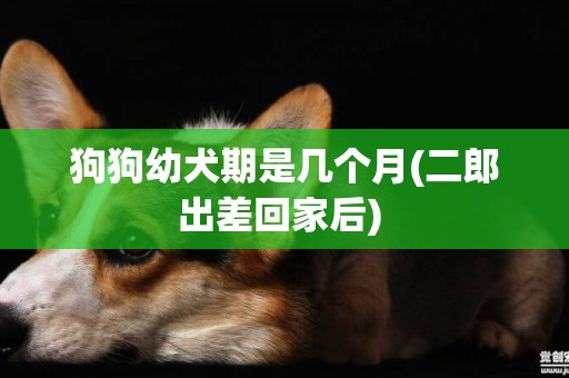 狗狗幼犬期是幾個月(二郎出差回家后) 