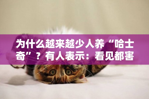 為什么越來越少人養“哈士奇”？有人表示：看見都害怕 
