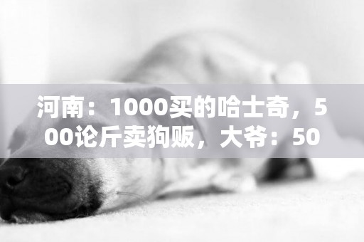河南：1000買的哈士奇，500論斤賣狗販，大爺：500，少一分不賣 