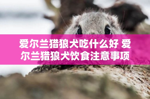 愛爾蘭獵狼犬吃什么好 愛爾蘭獵狼犬飲食注意事項