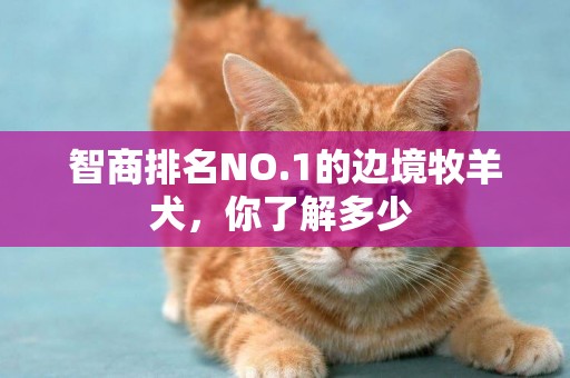 智商排名NO.1的邊境牧羊犬，你了解多少 