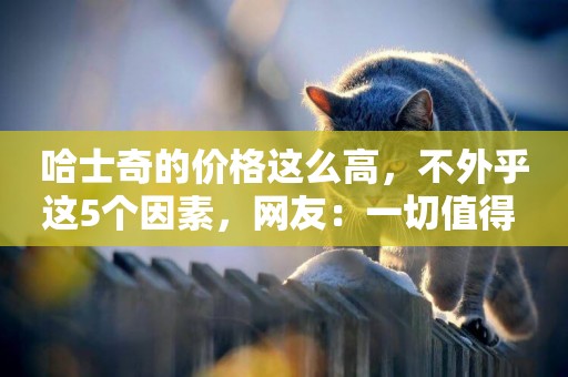 哈士奇的價格這么高，不外乎這5個因素，網友：一切值得 