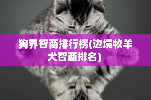 狗界智商排行榜(邊境牧羊犬智商排名) 