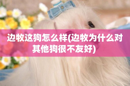 邊牧這狗怎么樣(邊牧為什么對其他狗很不友好) 
