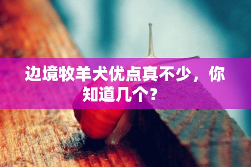 邊境牧羊犬優點真不少，你知道幾個？ 