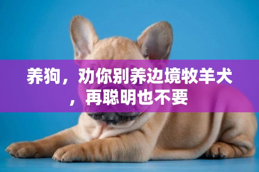 養狗，勸你別養邊境牧羊犬，再聰明也不要 