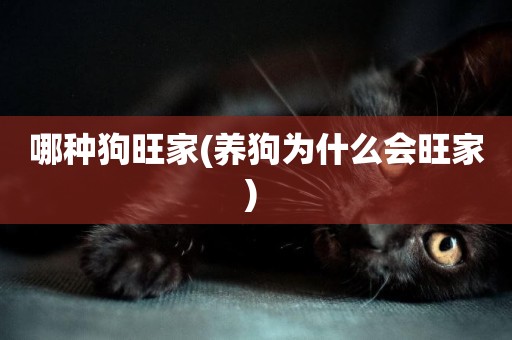 哪種狗旺家(養狗為什么會旺家) 