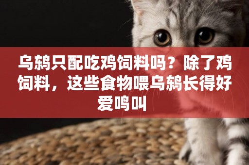 烏鶇只配吃雞飼料嗎？除了雞飼料，這些食物喂烏鶇長得好愛鳴叫 