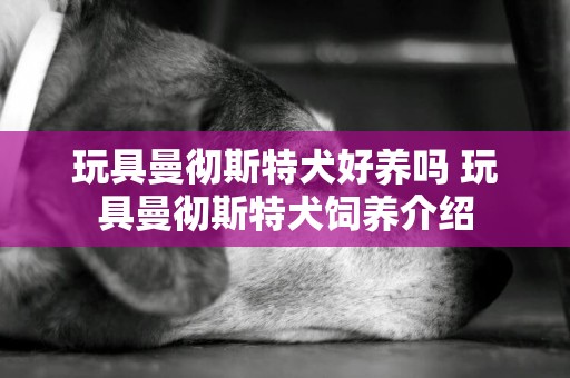玩具曼徹斯特犬好養嗎 玩具曼徹斯特犬飼養介紹