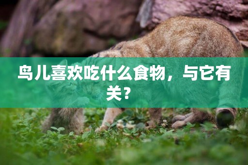 鳥兒喜歡吃什么食物，與它有關？ 