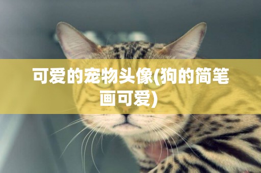 可愛的寵物頭像(狗的簡筆畫可愛) 